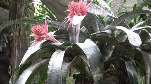 Tropical Bromeliad Plant with Pink Flowers and Foliage