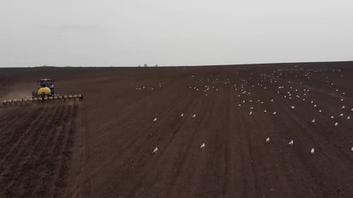 Tractor working with birds on the field