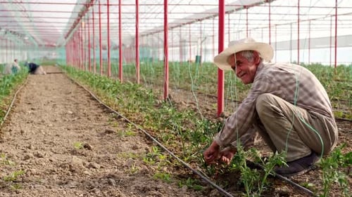 Senior Farmer Tending Plants in Greenhouse