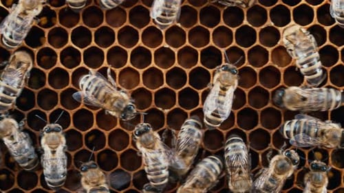 Bees Swarming in Honeycomb Super Macro Footage Insects Working Beehive Honey