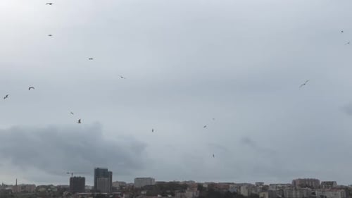 Birds Flying Above an Urban Cityscape