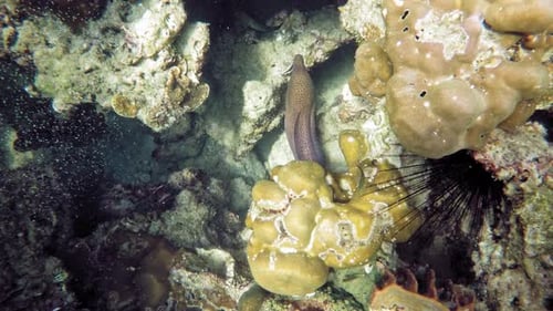 Giant moray hiding on the coral reef filmed from above.