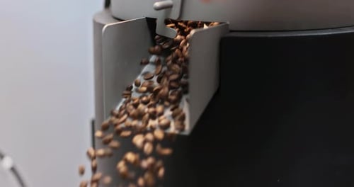 Coffee Beans That Have Been Roasted Spill Out of Discharging Flap Cooler in a Roasting Factory for