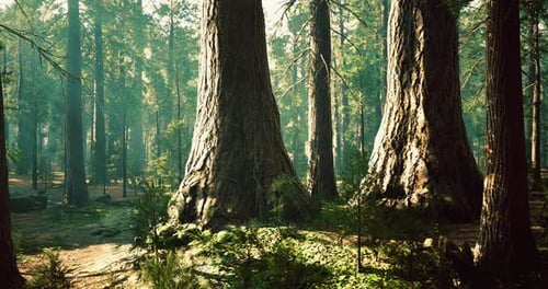 Majestic Redwood Trees Standing Tall in a Vibrant Forest Setting