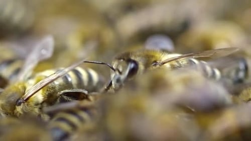 Busy Honeybees Working Together Inside A Vibrant Active Bee Hive