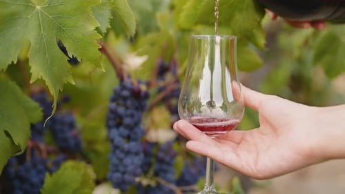 Rotwein, der in einem Glas neben einer Weintraube fließt in Countryiside