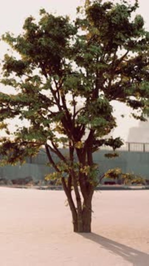 Tree in Sand With Building in Background