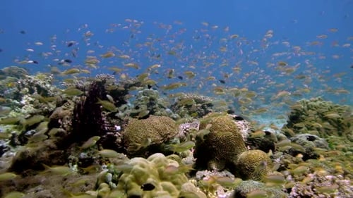 Shoal Of Reef Fishes Swimming Together Over Delicate Coral Reefs In Blue Ocean. - underwater