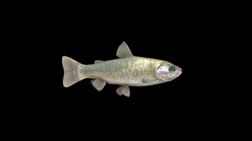 Forellenfisch 2