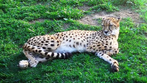 Cheetah liegt im Gras