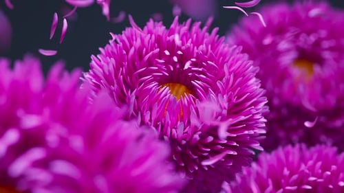 3D loop of pink asters with softly drifting petals.