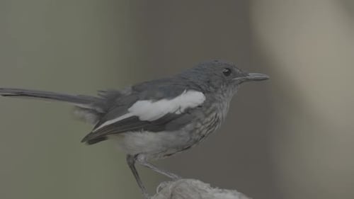 Black and White Bird Perched on Branch