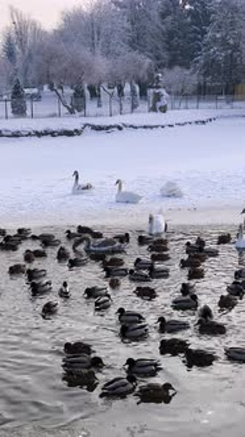 Winter Lake Scene: Swans and Ducks Amid Snowy Park
