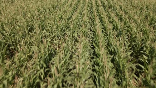 Sunny drone footage of long rows of corn plants. Fast and low aerial flyover shot