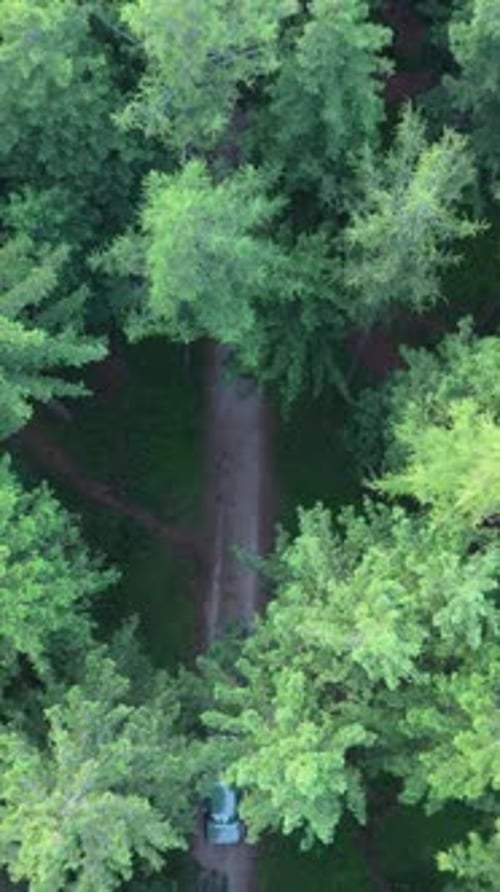 Vintage car on a road, surrounded by green trees with a cinematic atmosphere shot by drone.