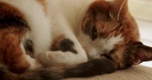 Calico Cat Curled and Sleeping Peacefully Indoors