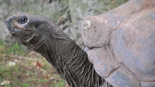 A Large Turtle is Standing in the Grass and Looking at the Camera