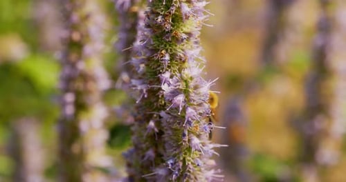 Ein Bienenanis. Nahaufnahme einer Hummel, die eine Anisblüte bestäubt und langsam erklimmt (Agastache
)