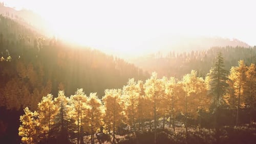 Mountain Sunset Sunlight Filtering Through the Trees in the Mountain