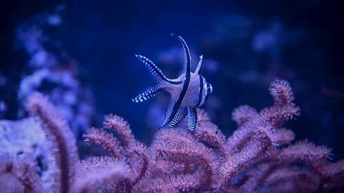A Nemo Fish Plays Hide and Seek Amongst the Moving Tentacles of a Soft Sea Anemone Clownfish or