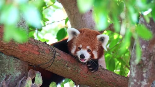 An adorable red panda (Ailurus fulgens) resting on a tree branch, with its tongue slightly out,
