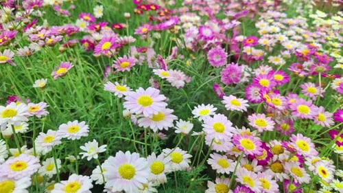 Colorful Daisy Flowers In The Garden In Summer