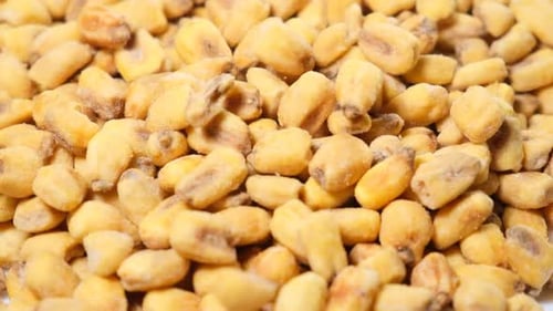 Slow Motion of Dried Corn Seeds Falling Down at 200 Fps