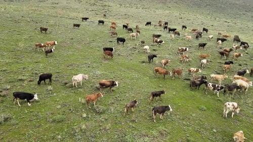 aerial cows nature
