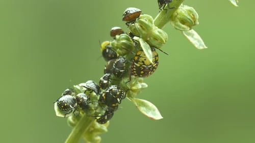 Spider Colony