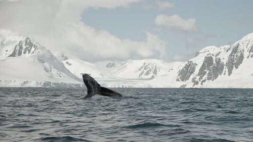 Humpback Whale Breaching in Snowy Arctic Waters: A Majestic Sight