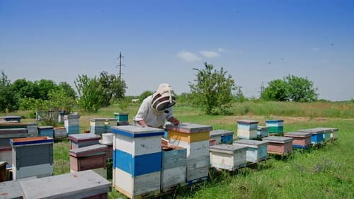 Apiarist working near wooden beehives. Bees flying and carrying honey on the apiary.