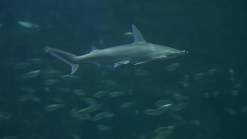 Hammerhead Sharks Swimming in the Ocean with Fish