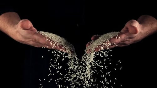 Uncooked Rice Falls From Men's Palms