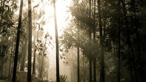 Sunlight Filtering Through Tall Bamboo Trees in a Serene Forest Setting