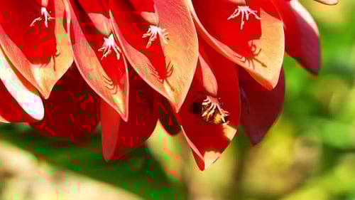 Close up shot of a Honeybee pollinates a cockspur coral tree (Erythrina crista-galli) by foraging