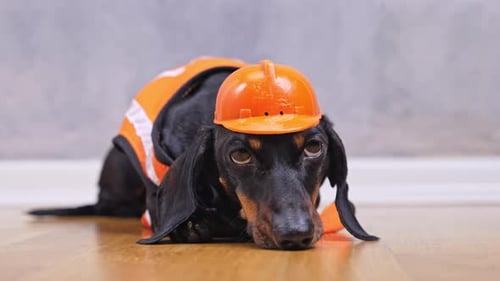 Dachshund Dog Wearing Construction Hat and Vest