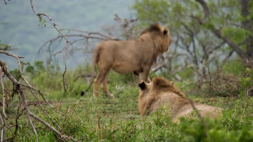 Zwei wachsame Löwen in der afrikanischen Wildnis gehen weg - Zeitlupe