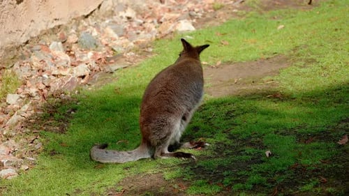 Braune Kängurus fressen Gräser inmitten eines Nationalparks