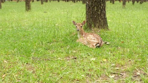 Young Fawn Resting Under Tree in Green Meadow