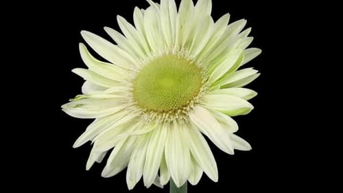 Green and White Flower Blooming in Time Lapse