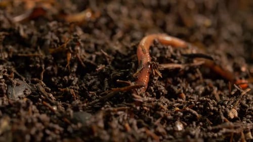 Earthworms in Organic Compost Soil Macro Closeup