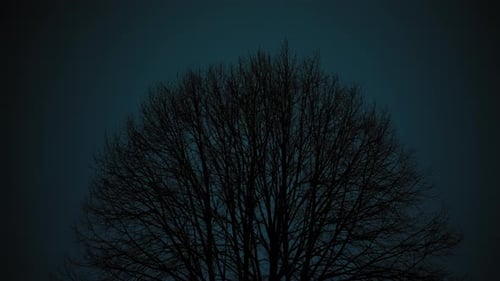 Relâmpago brilhando através da árvore de silhueta