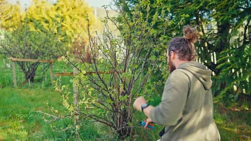 Man Pruning With Shears - Close Up