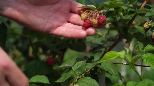 Close Up Footage of a Farmer Hands Picking Raspberries