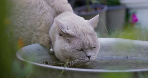 Close Up of Cat Drinking Water Outdoors