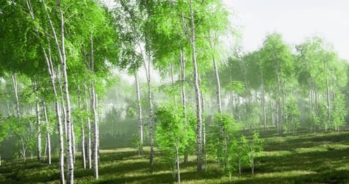 Lush Green Birch Trees Thrive in a Serene Forest During a Tranquil Morning