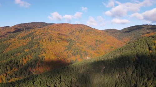 Autumn Forest