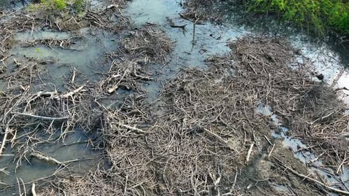 Vue aérienne rapprochée de la végétation de mangrove défrichée et des déchets de bois.