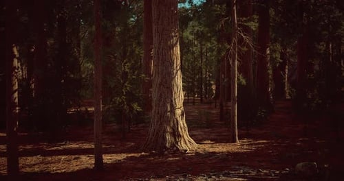 Tall Trees Glow in Golden Sunlight Under a Peaceful Forest Canopy