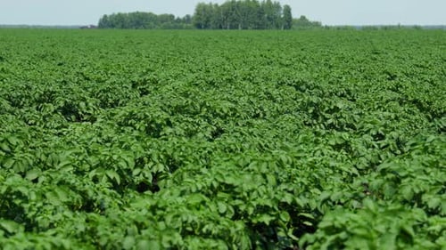 A field of young potatoes
